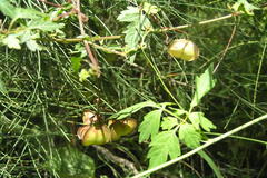 Cardiospermum halicacabum